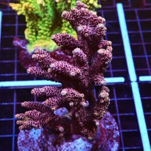 E83 - INDO ACRO HOT PINK MILLE CULTURED XL