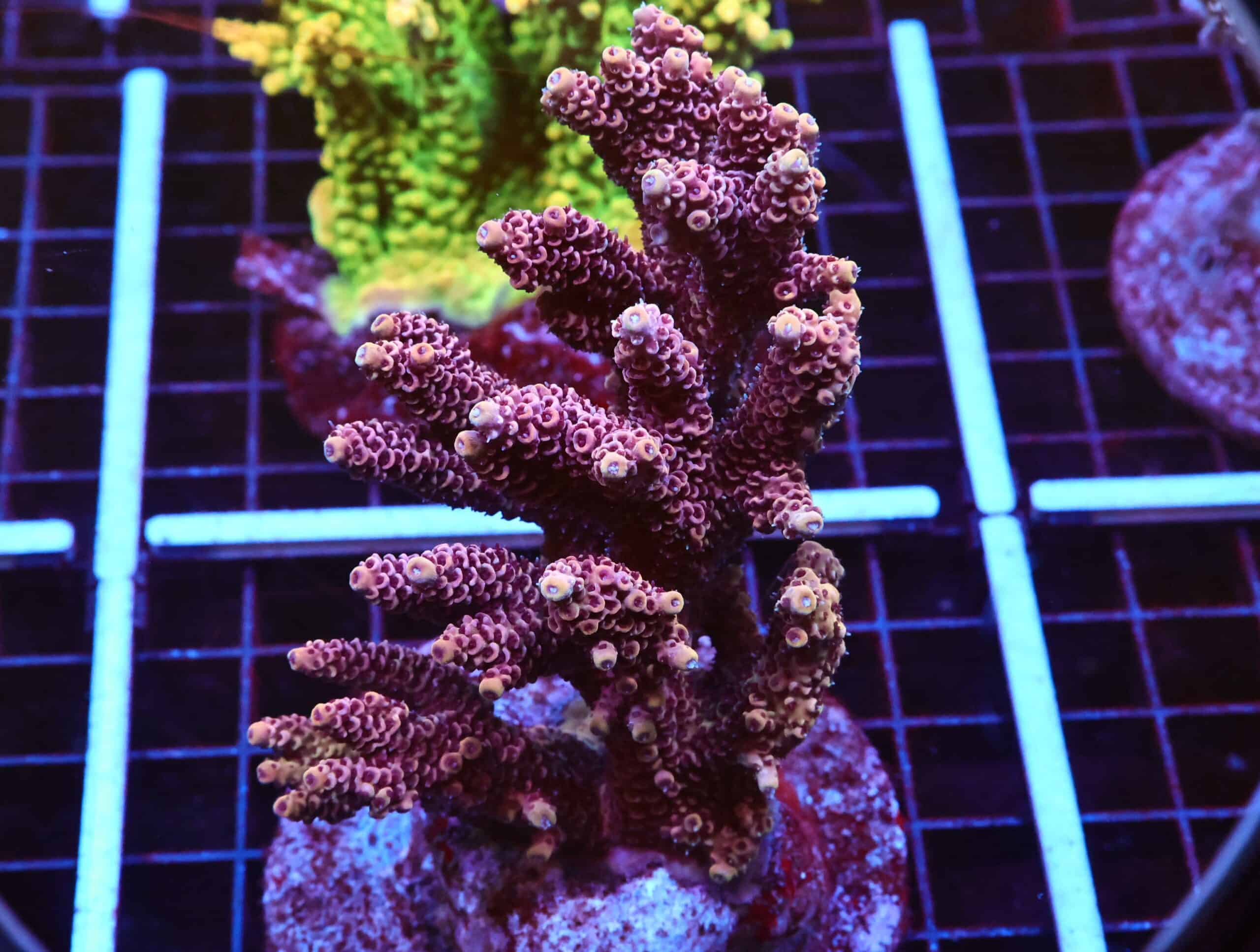 E83 - INDO ACRO HOT PINK MILLE CULTURED XL