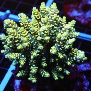 E94 - INDO ACRO YELLOW TENUIS CULTURED LG