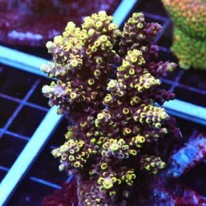 E93 - INDO ACRO PREMIUM CULTURED ML