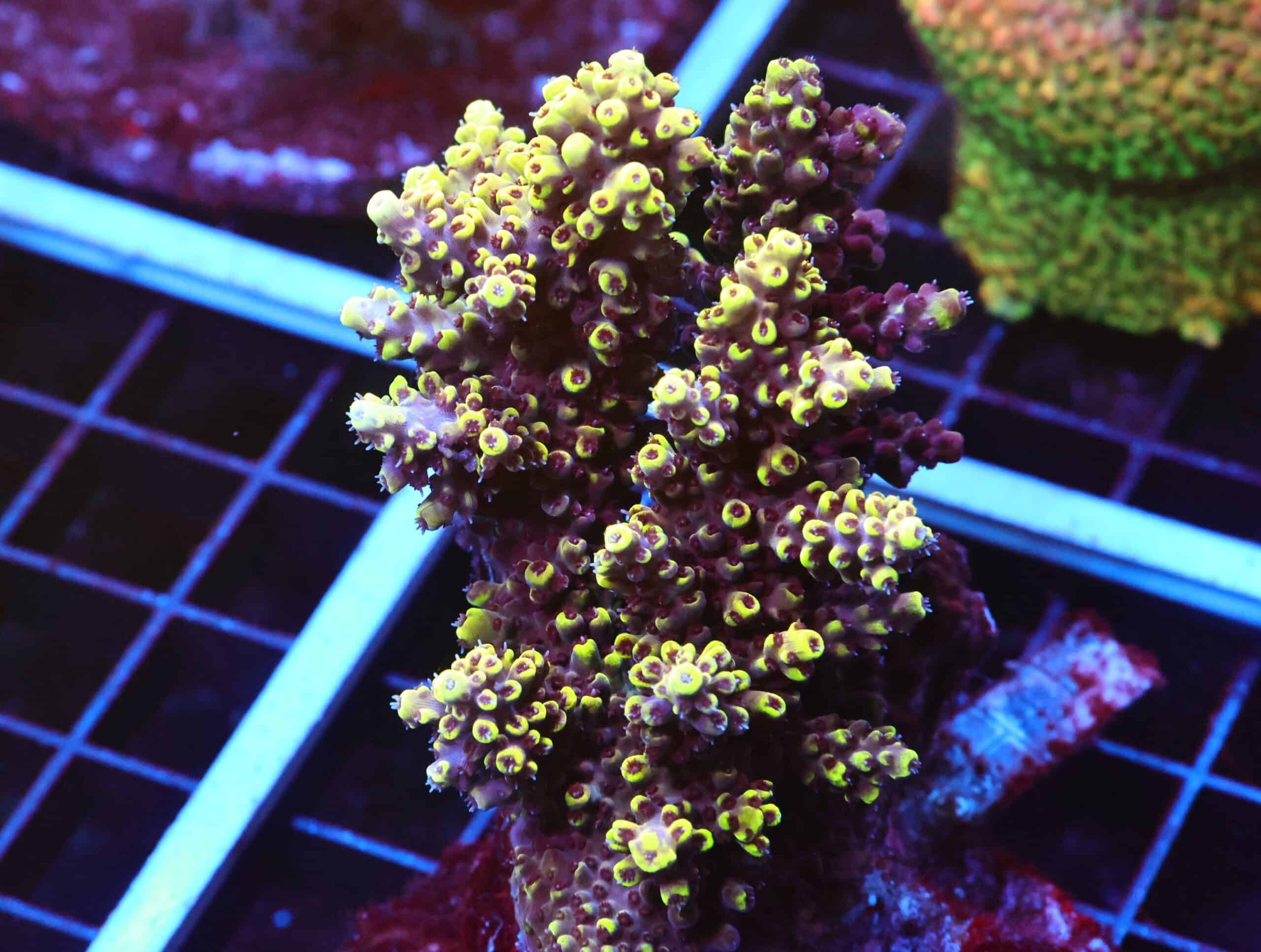 E93 - INDO ACRO PREMIUM CULTURED ML