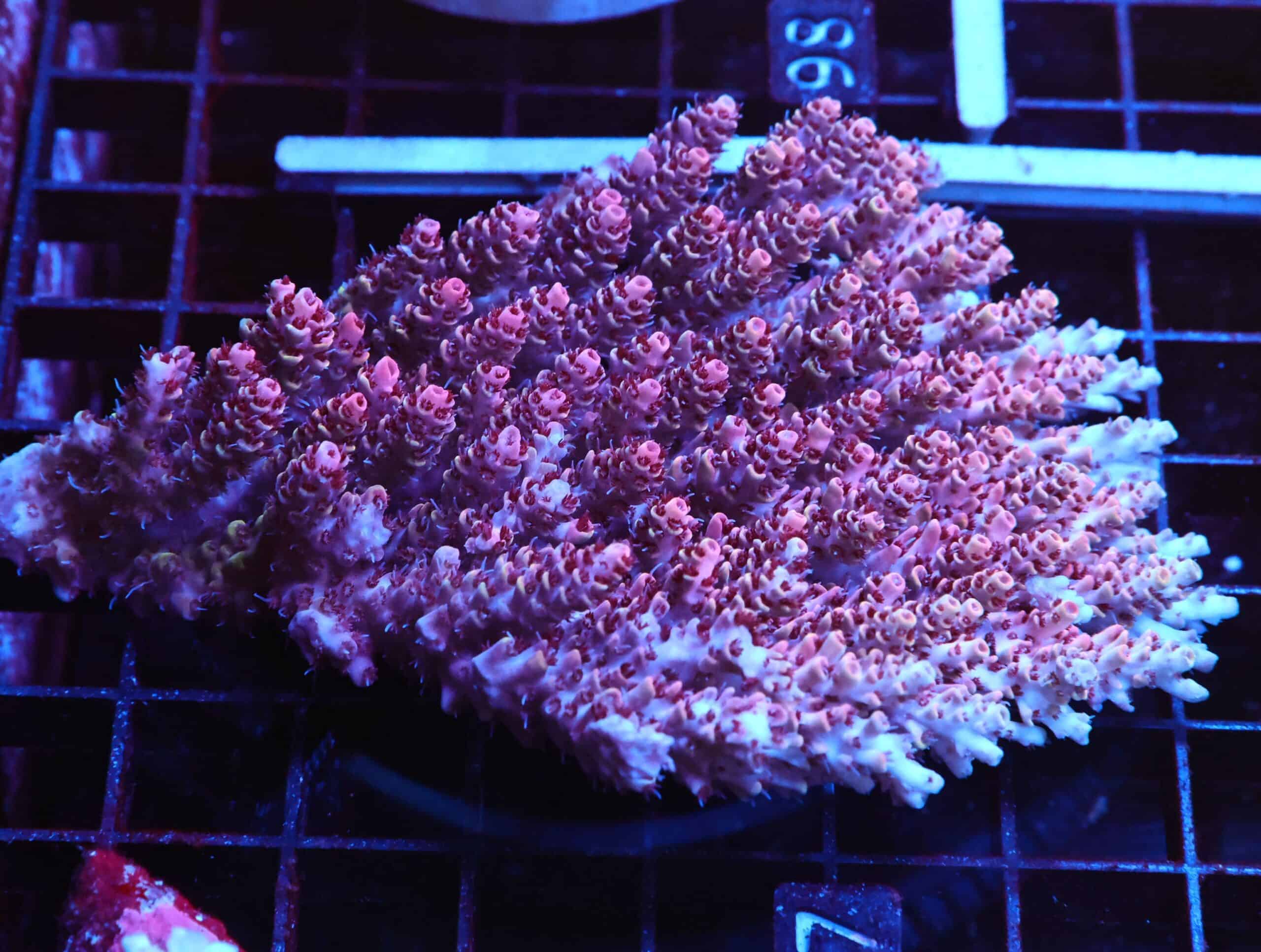 E97 - AUSSIE ACRO PINK TABLE LG