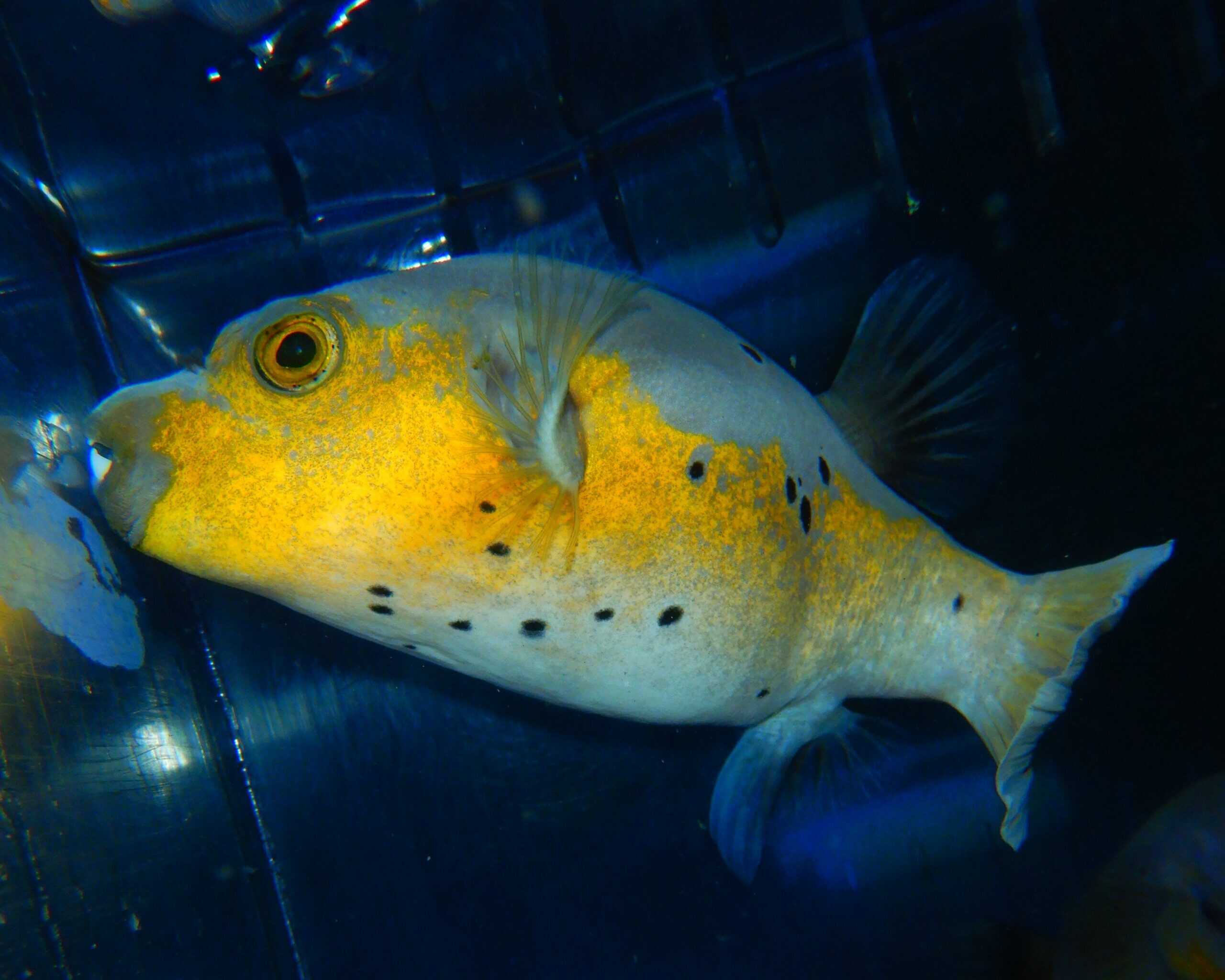 F23 - ULTRA YELLOW BELLY DOGFACE PUFFER LG