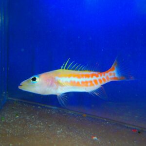 F26 - DR SUESS FISH 3 INCH