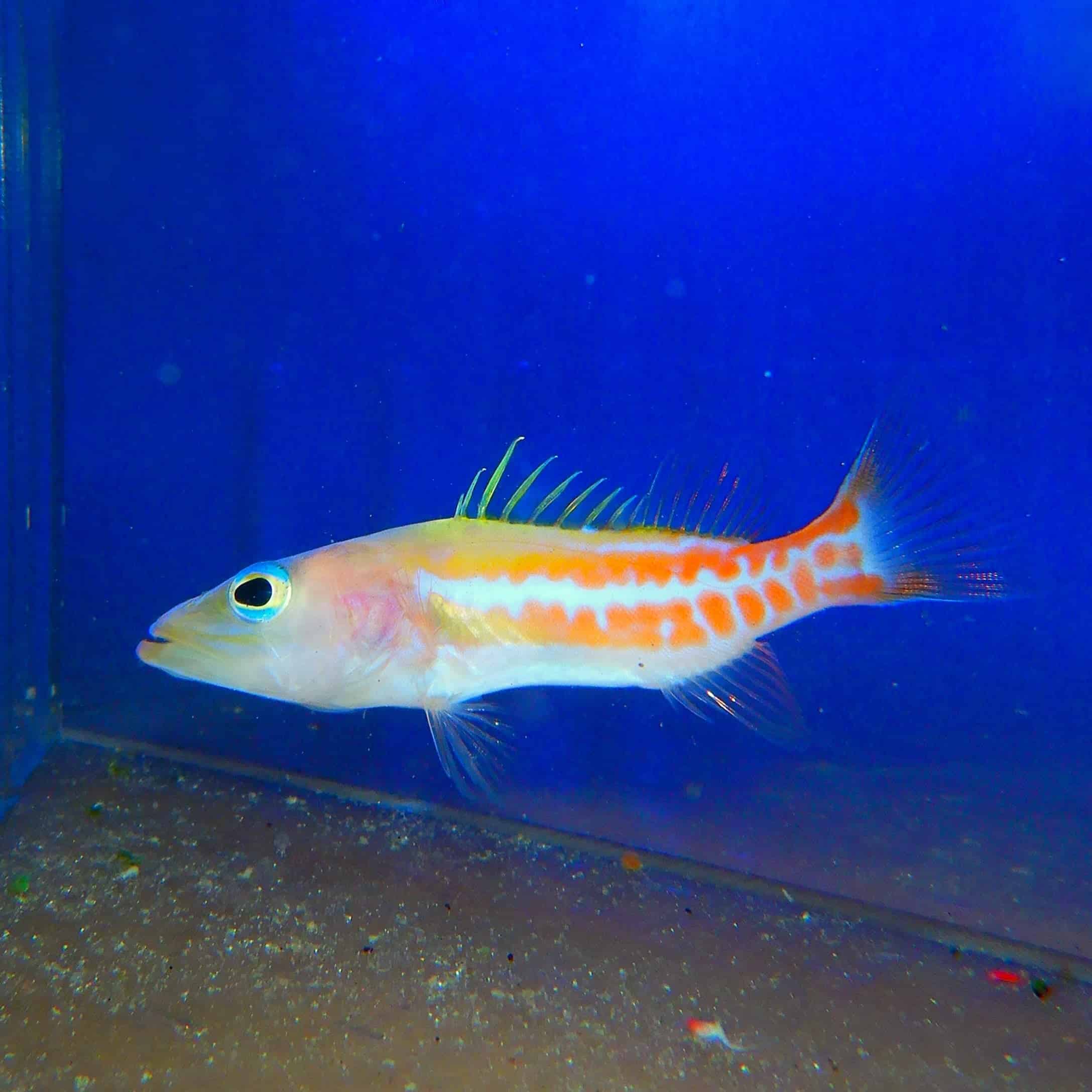 F26 - DR SUESS FISH 3 INCH