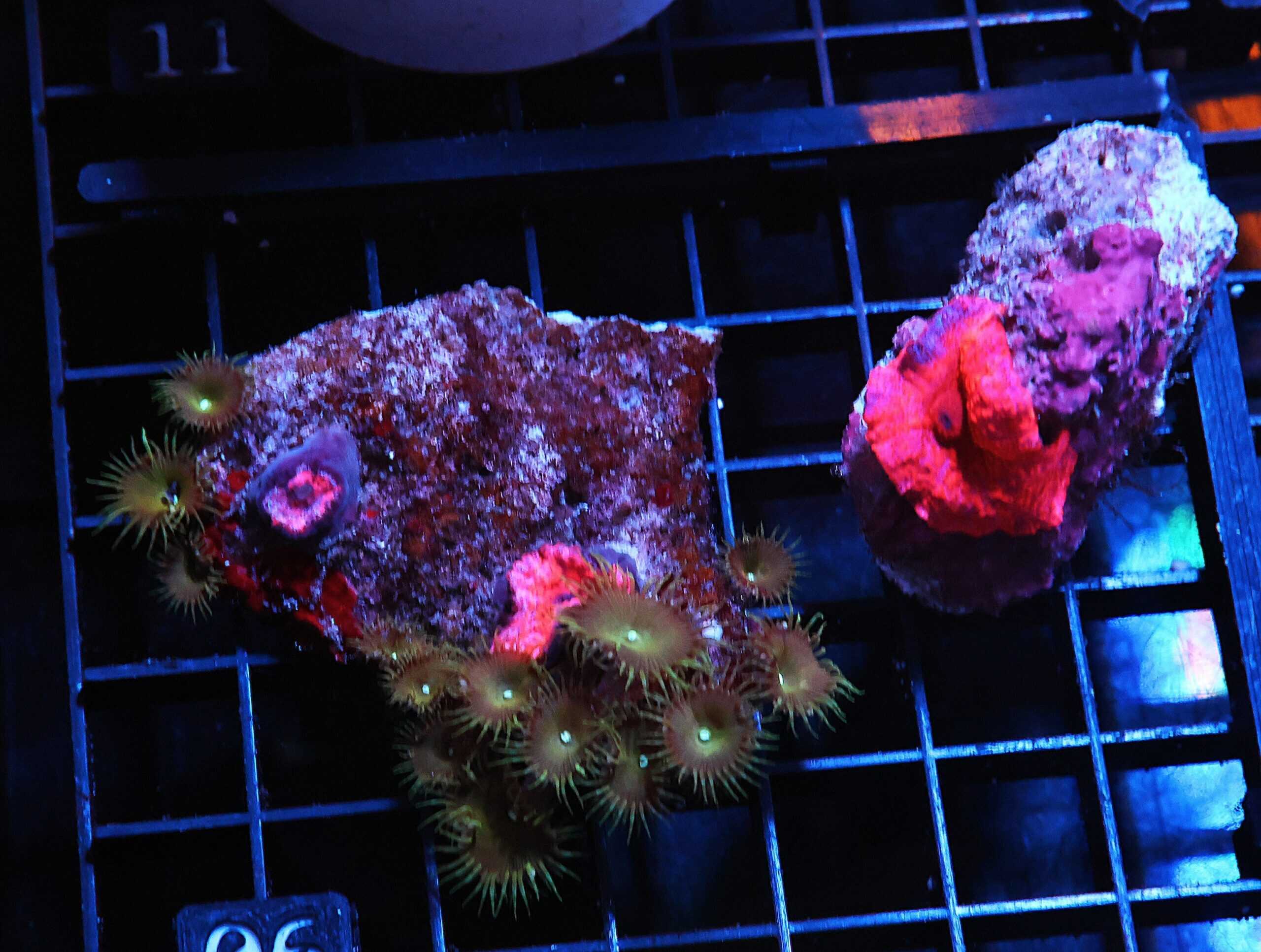H06 - 2PK ZOA STRIPPER LIPS DISCO MUSHROOM