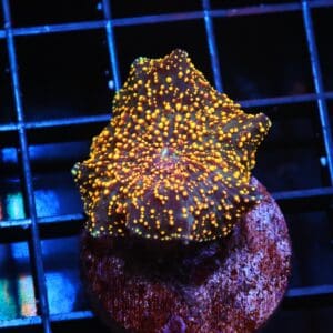 H08 - INDO NUCLEAR BLAST TRACHY