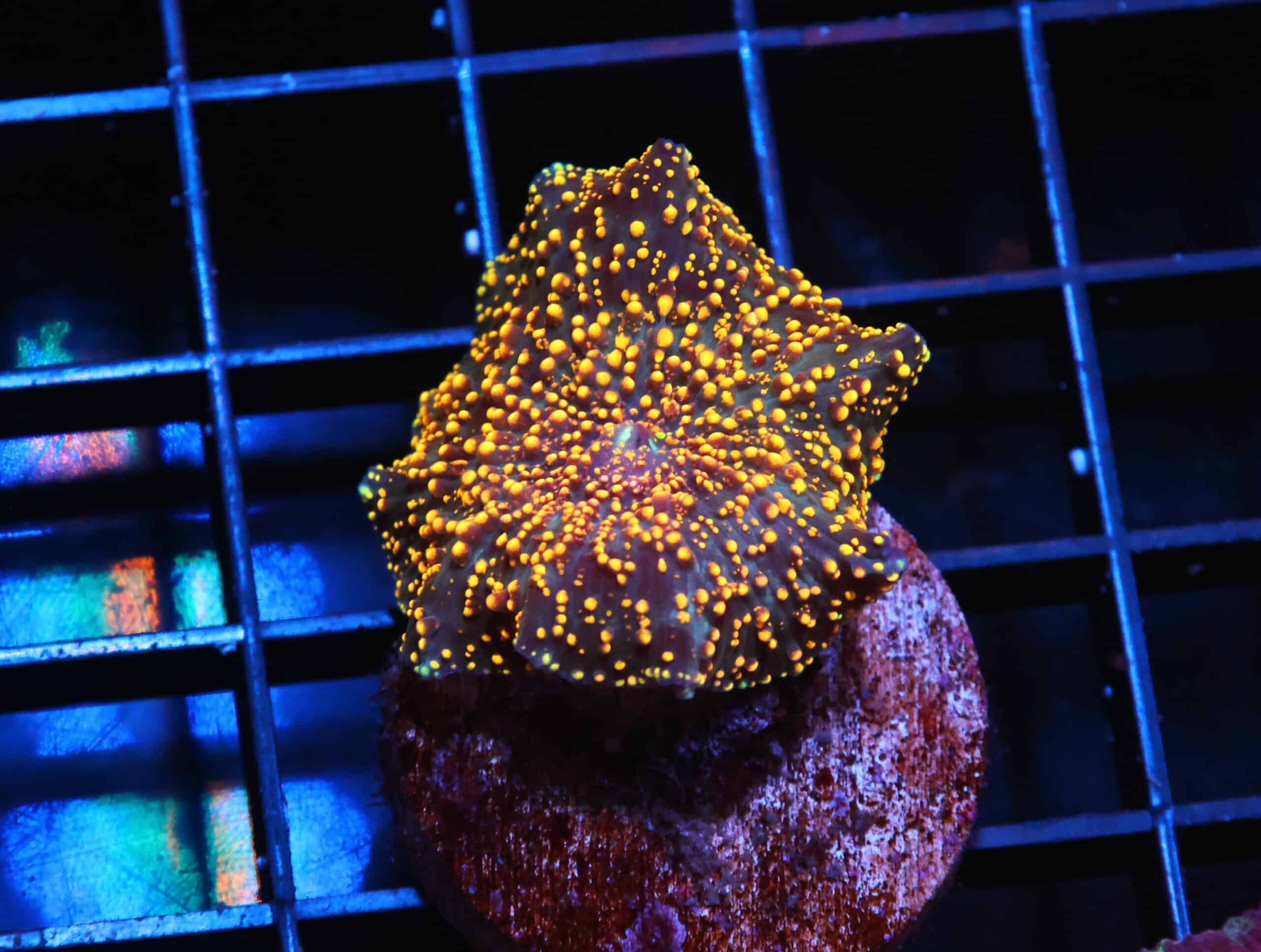 H08 - INDO NUCLEAR BLAST TRACHY