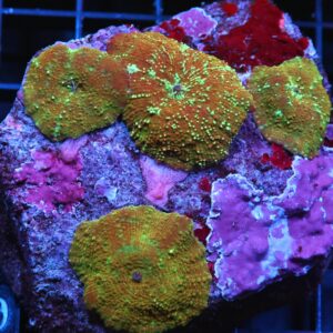 H10 - RUSTY GOLD DISCO MUSHROOM