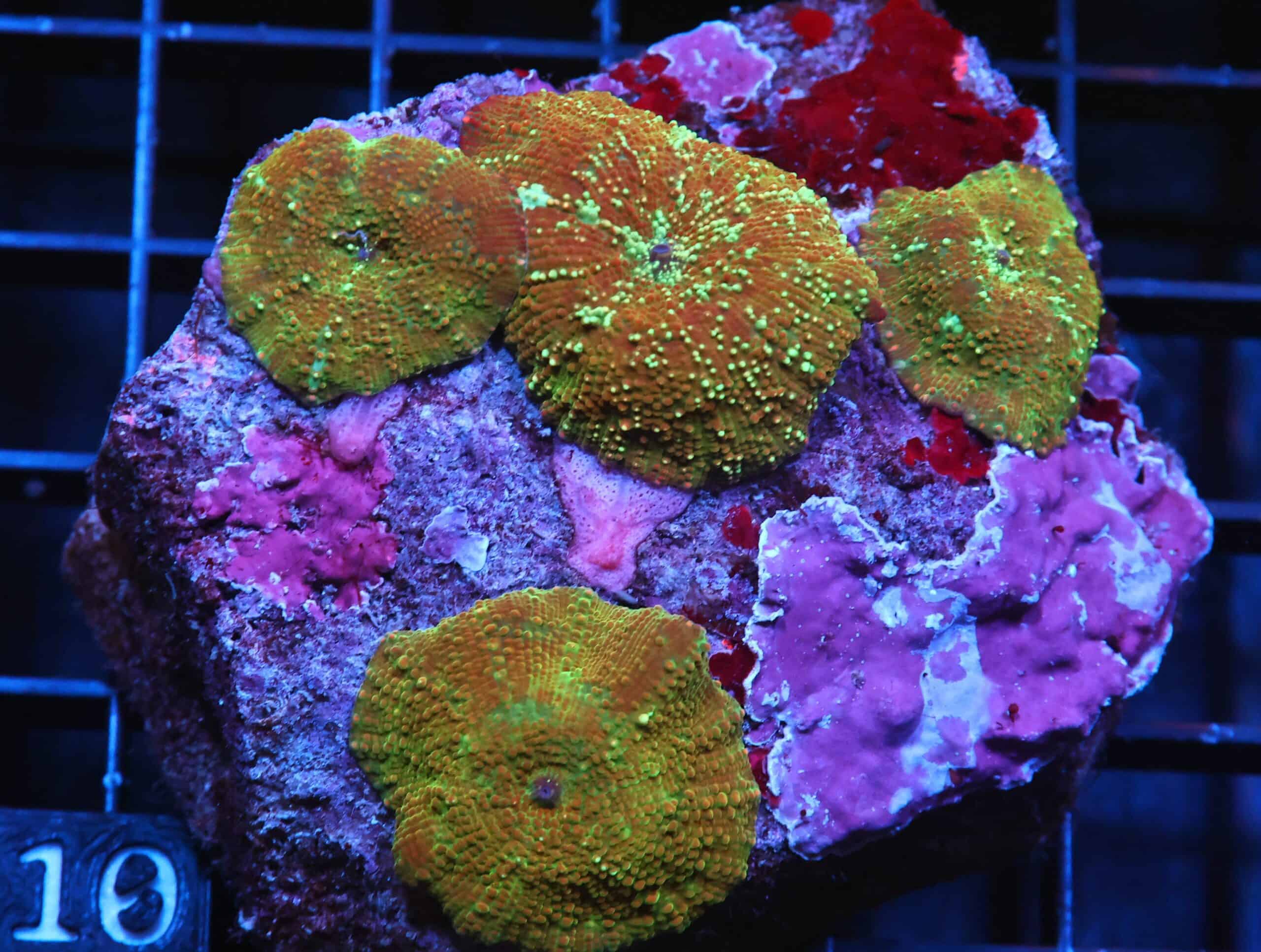 H10 - RUSTY GOLD DISCO MUSHROOM