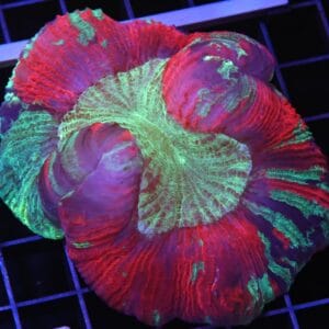 H105 - INDO NUCLEAR BLAST TRACHY