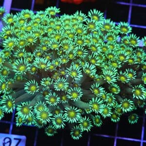 H107 - INDO YELLOW SNOWCONE GONIOPORA