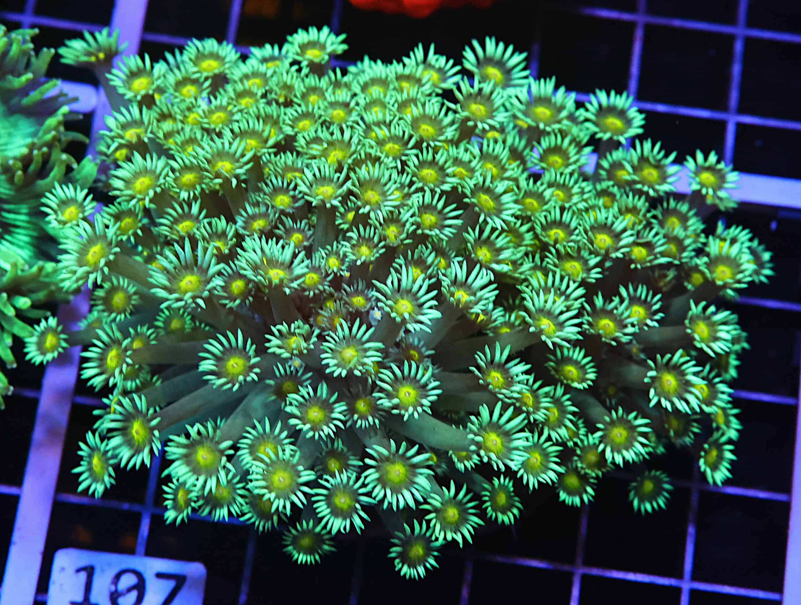 H107 - INDO YELLOW SNOWCONE GONIOPORA