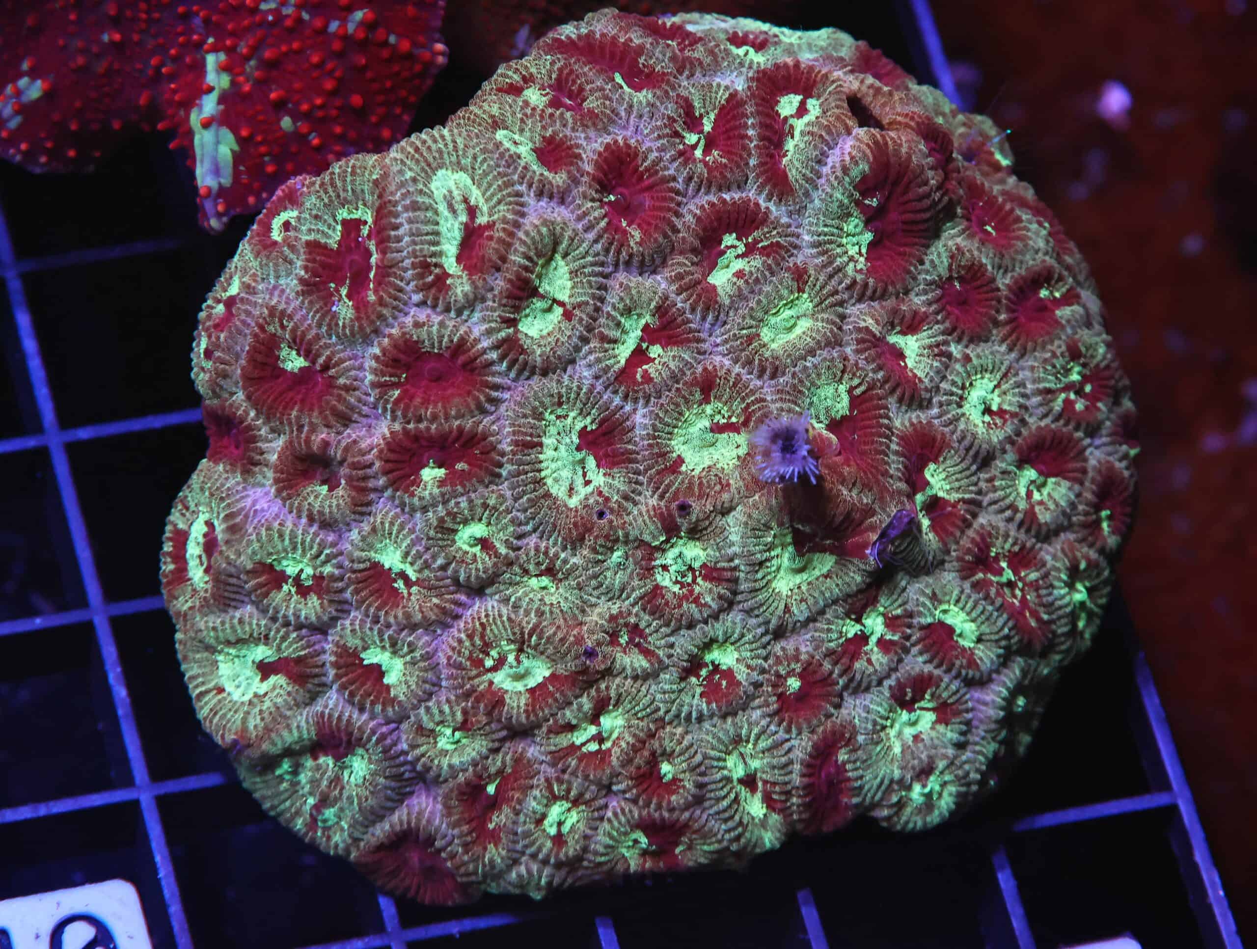 H110 - INDO MARBLED FAVIA