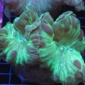 H111 - INDO METALLIC FOX CORAL