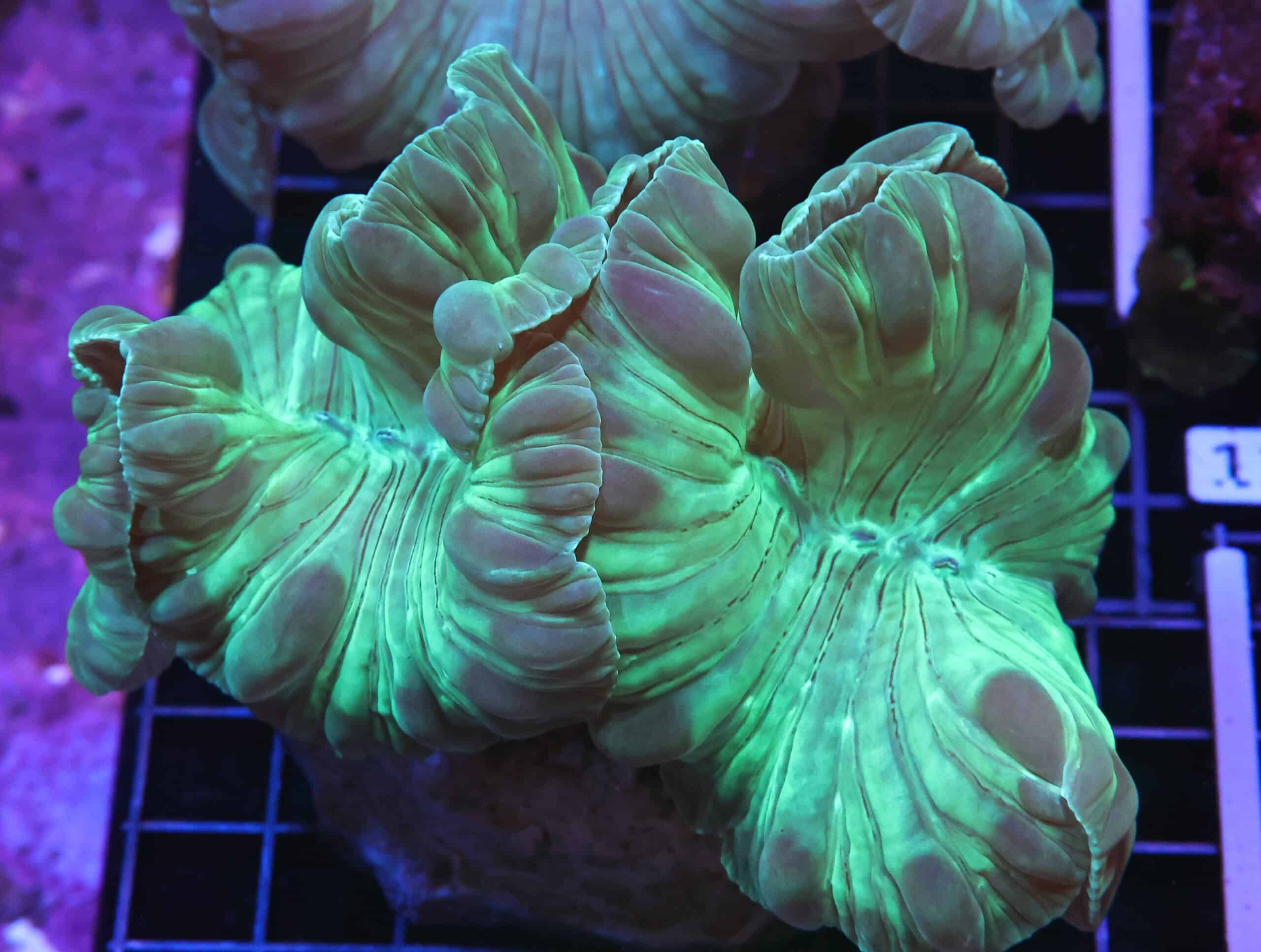 H111 - INDO METALLIC FOX CORAL