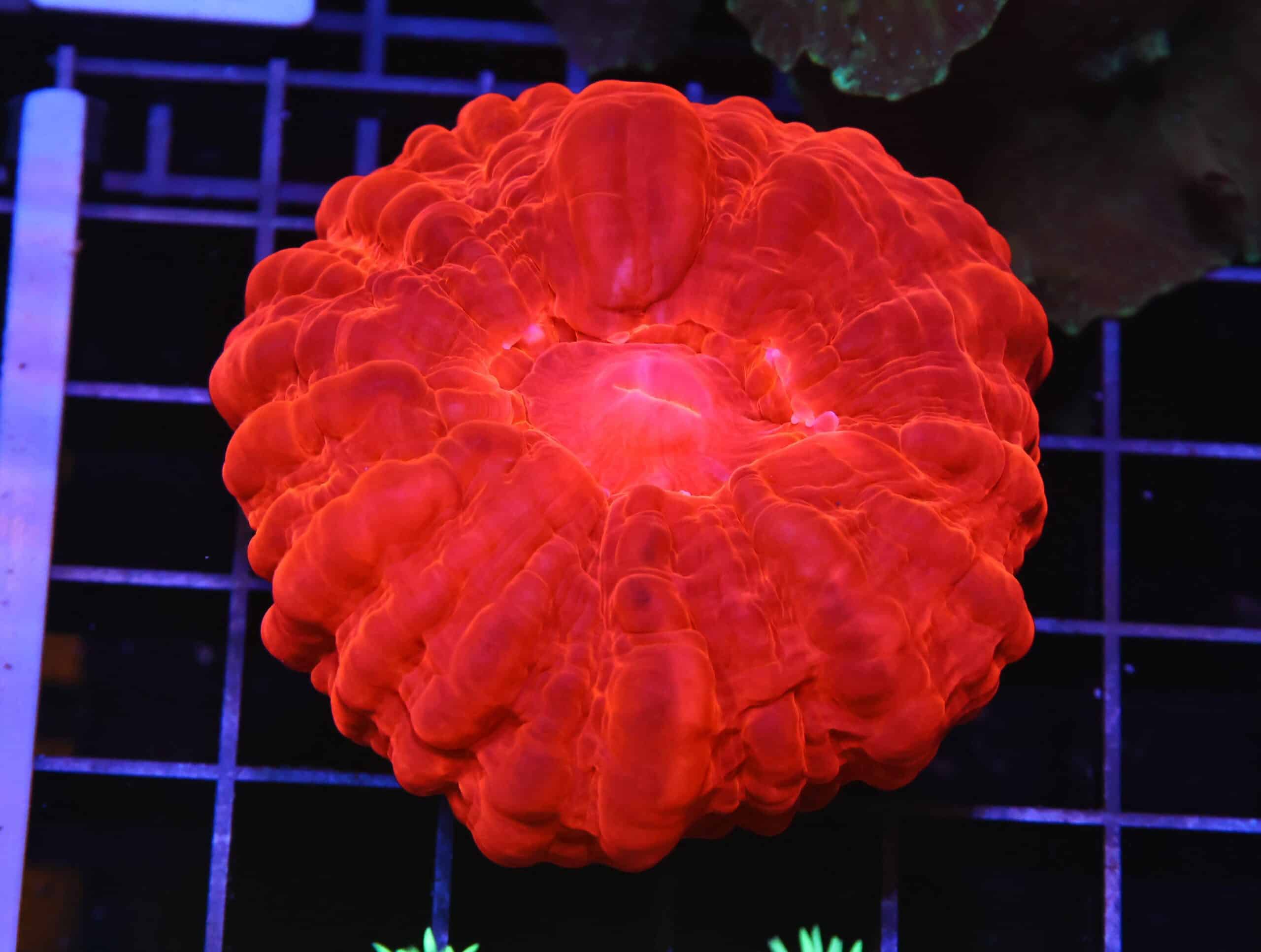 H112 - INDO RUBY RED CYNARINA