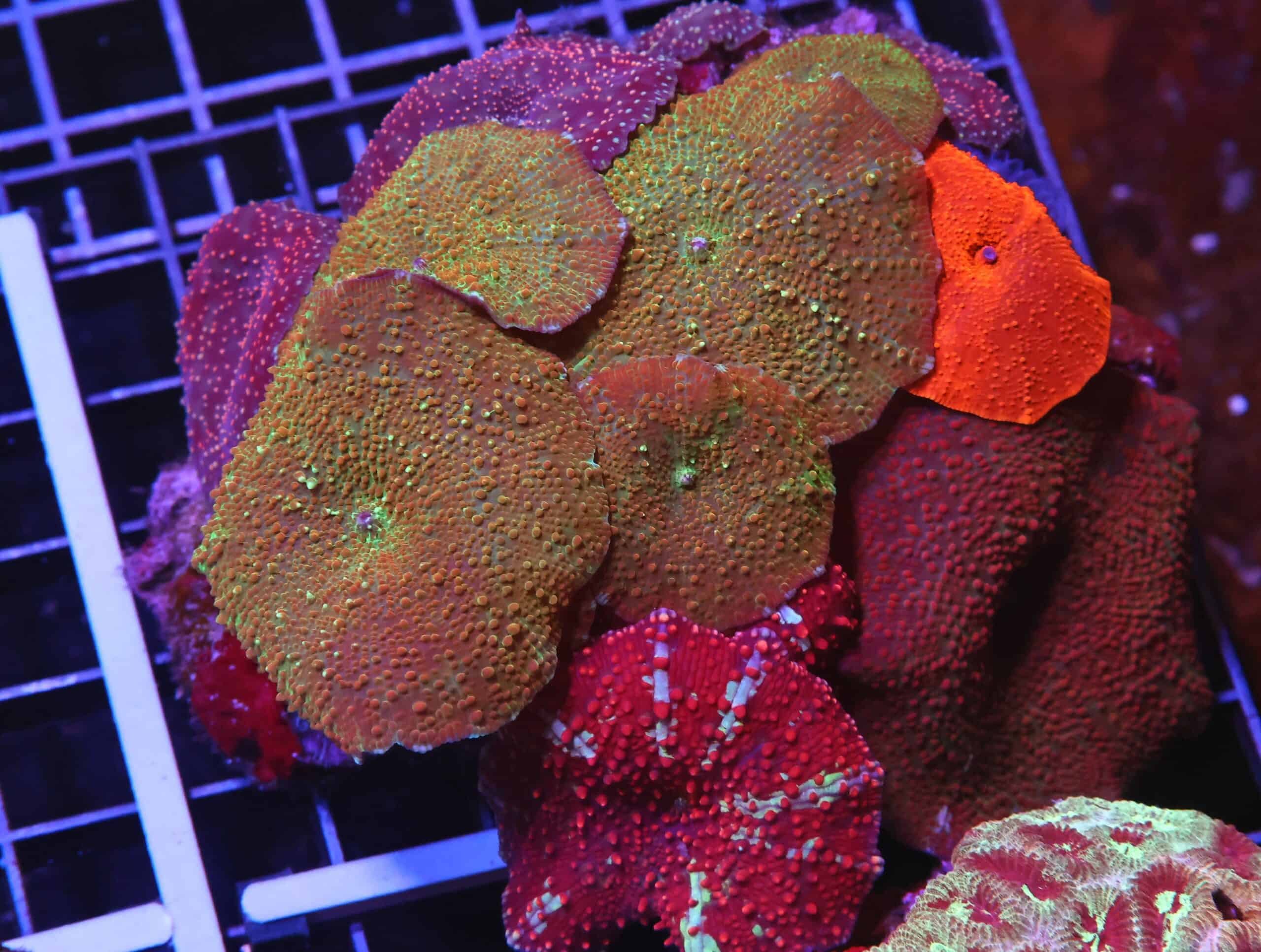 H115 - ULTRA DISCO MUSHROOM COMBO