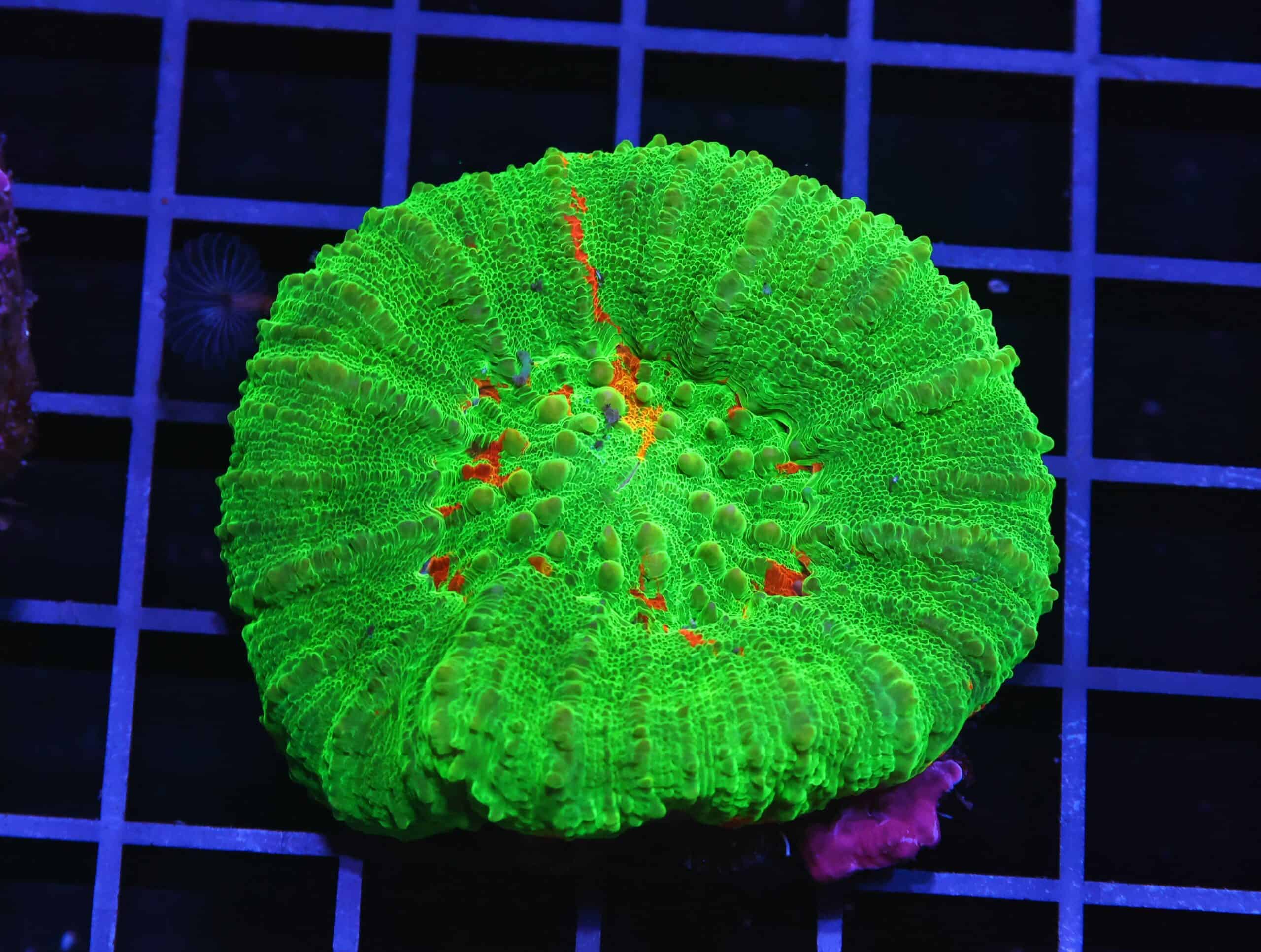 H122 - AUSSIE BLEEDING APPLE SCOLYMIA AUSTRALIS