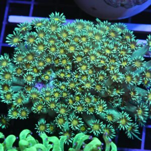 H125 - INDO YELLOW SNOWCONE GONIOPORA