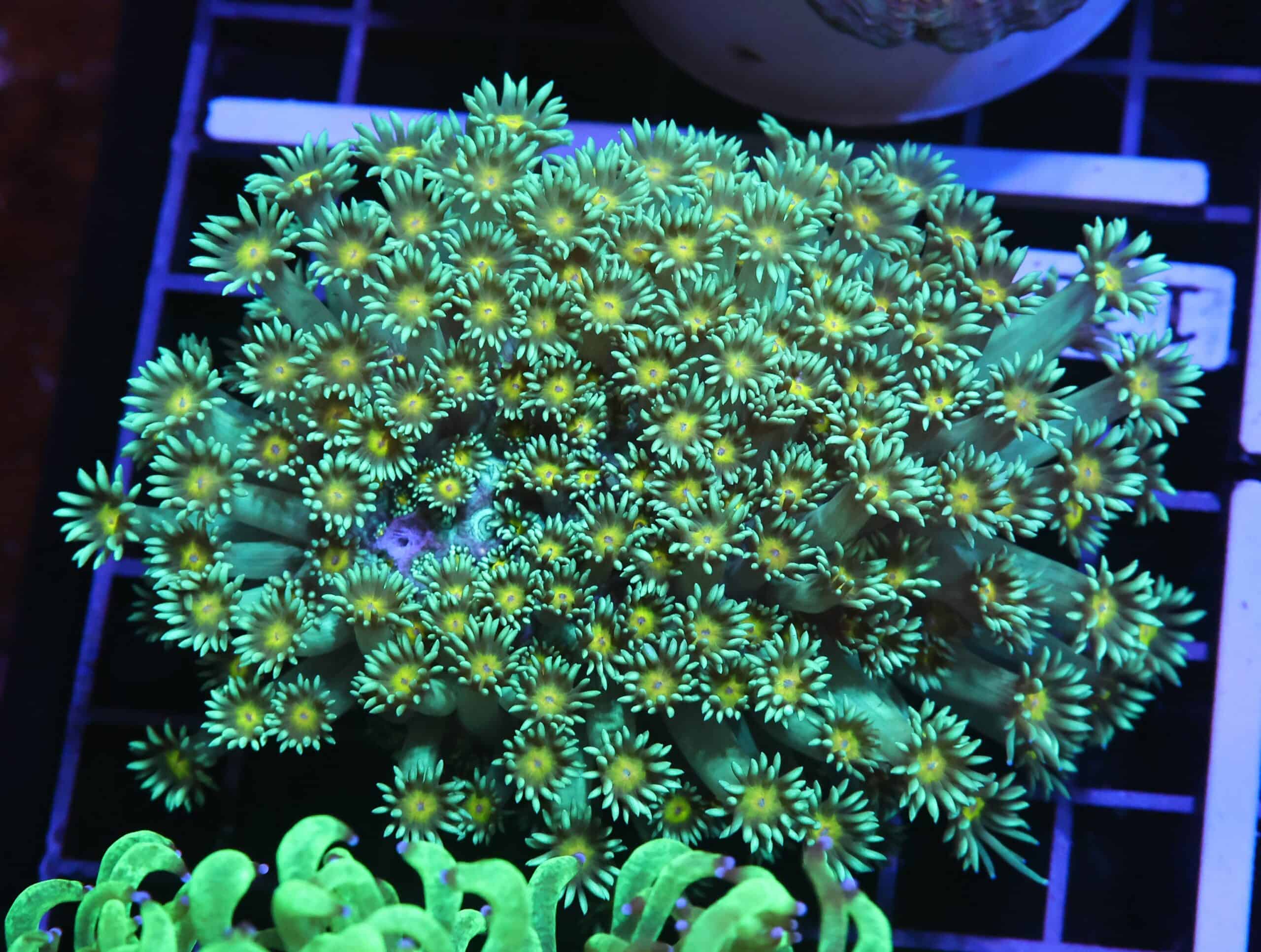 H125 - INDO YELLOW SNOWCONE GONIOPORA