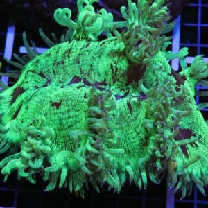 H128 - INDO PURPLE TIP ELEGANCE