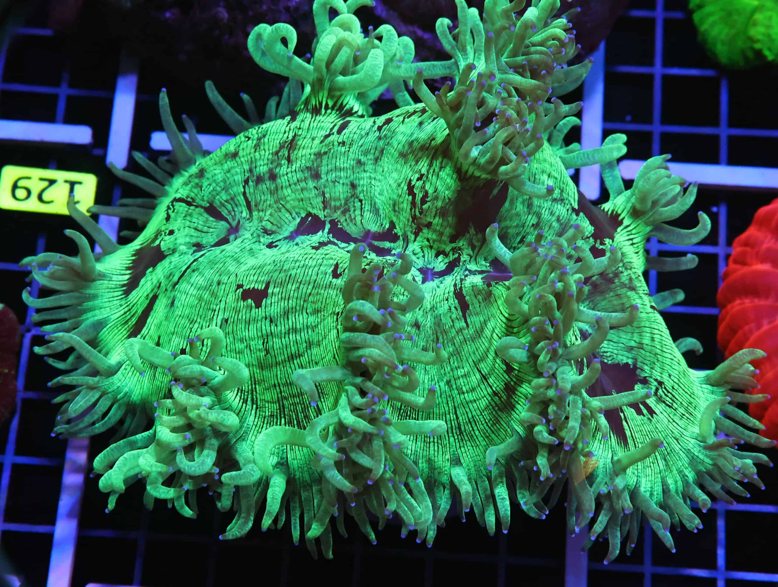 H128 - INDO PURPLE TIP ELEGANCE