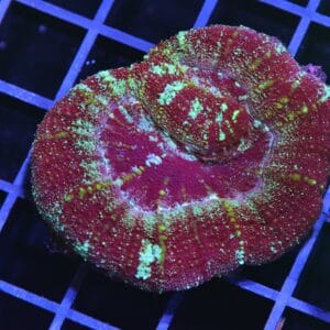 H129 - INDO MAROON MADNESS ACAN MAXIMA