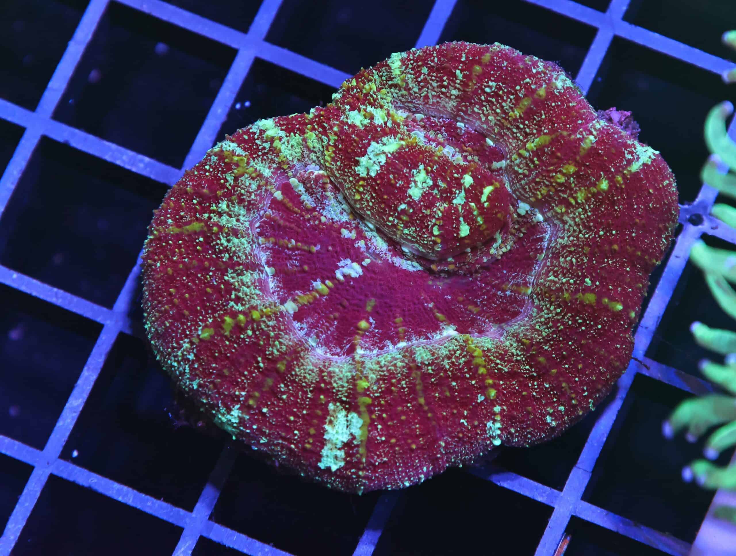 H129 - INDO MAROON MADNESS ACAN MAXIMA