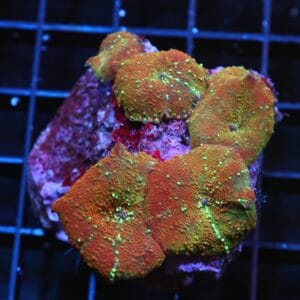 H14 - RUSTY GOLD DISCO MUSHROOM