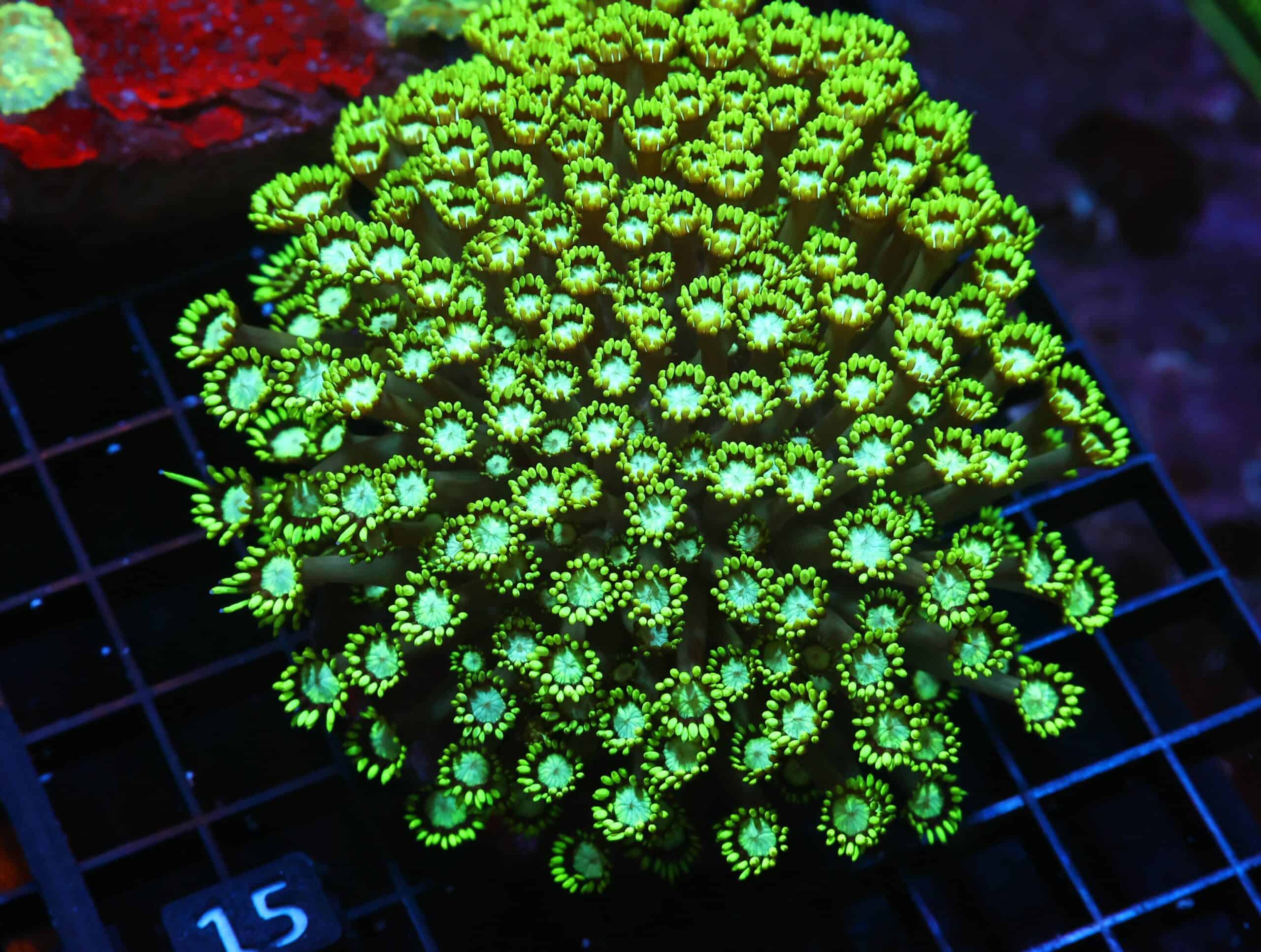 H15 - INDO TOXIC GREEN GONIOPORA