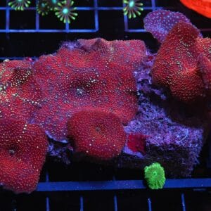 H22 - RED DEVIL DISCO MUSHROOM