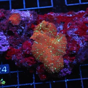 H24 - RED DEVIL DISCO MUSHROOM