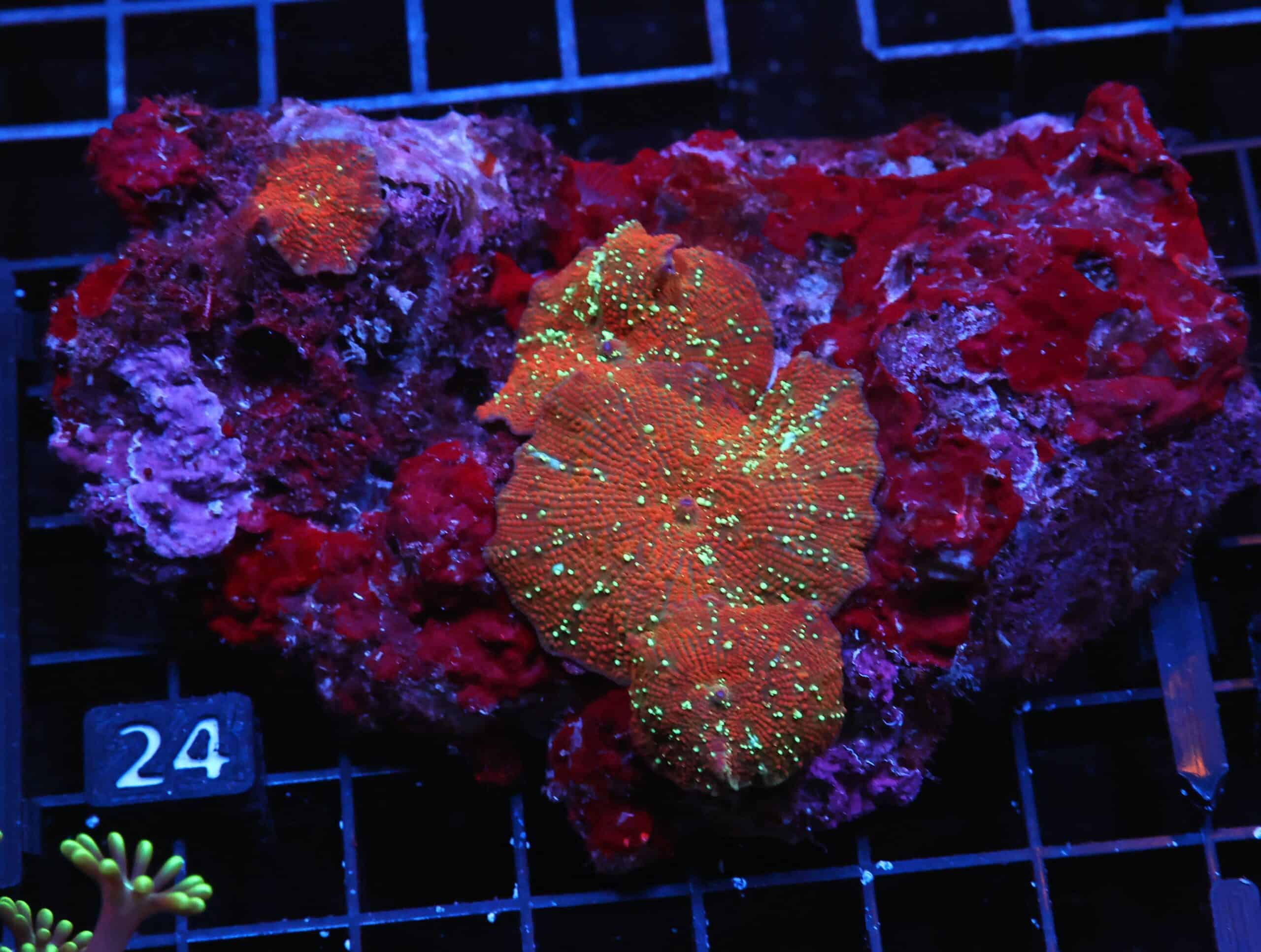 H24 - RED DEVIL DISCO MUSHROOM