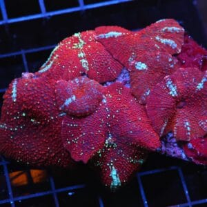 H25 - RED DEVIL DISCO MUSHROOM