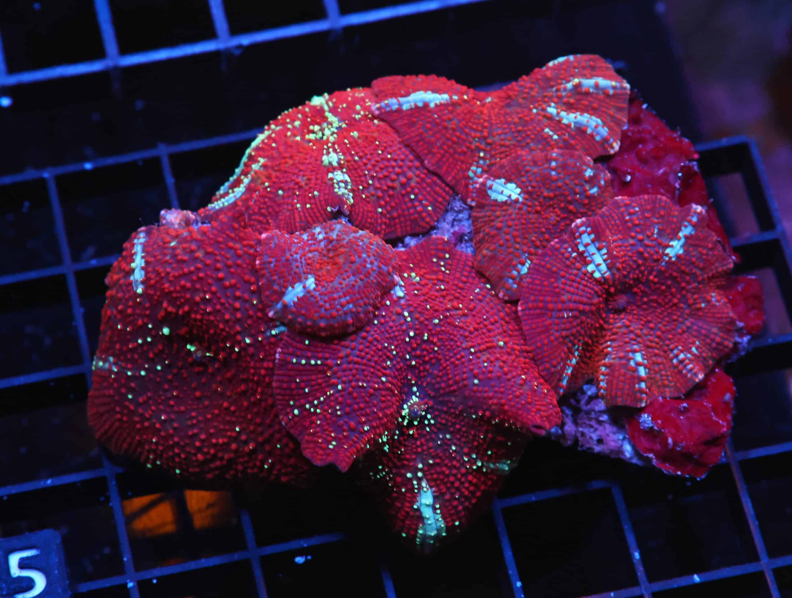H25 - RED DEVIL DISCO MUSHROOM