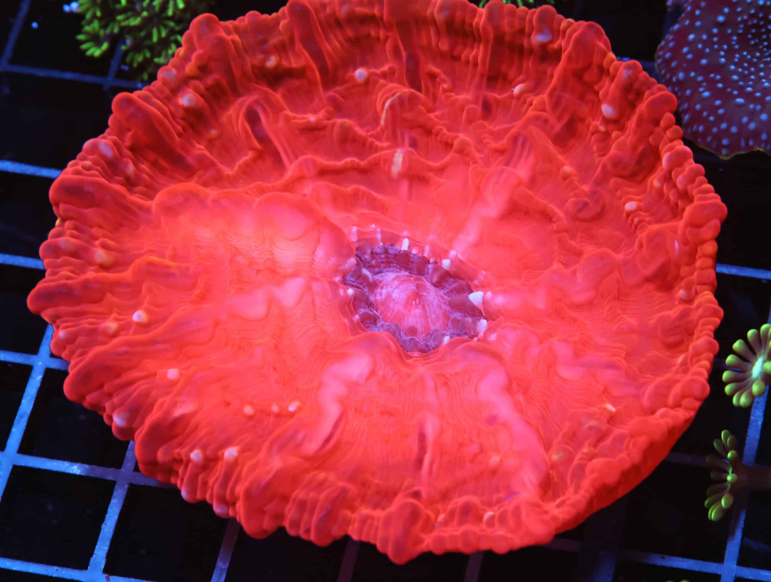 H28 - INDO RUBY RED CYNARINA