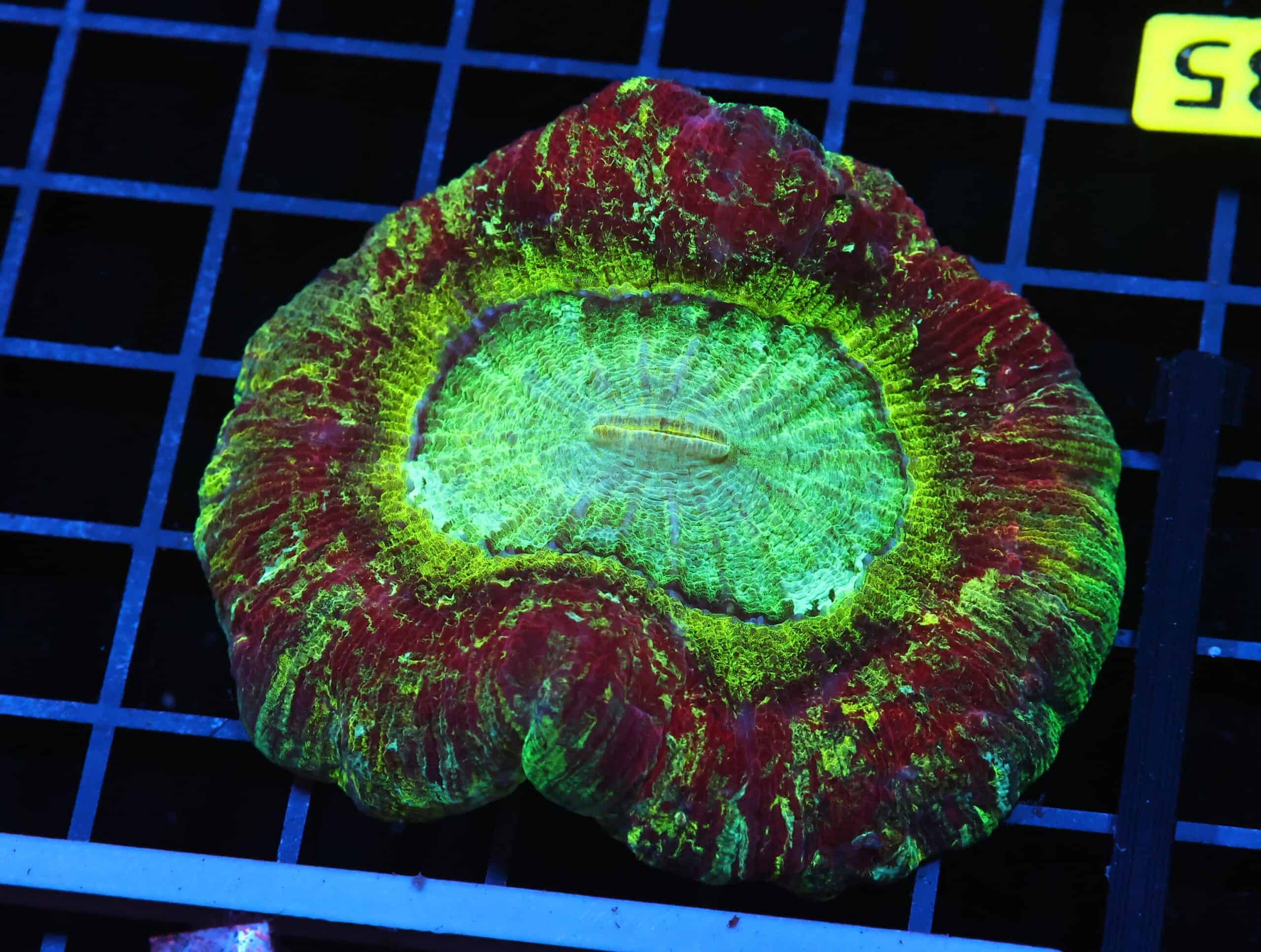 H35 - INDO NUCLEAR BLAST TRACHY