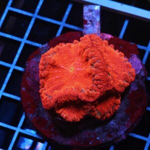 H40 - INDO RUBY RED BLASTO