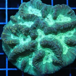 H42 - AUSSIE METALLIC OULOPHYLLIA