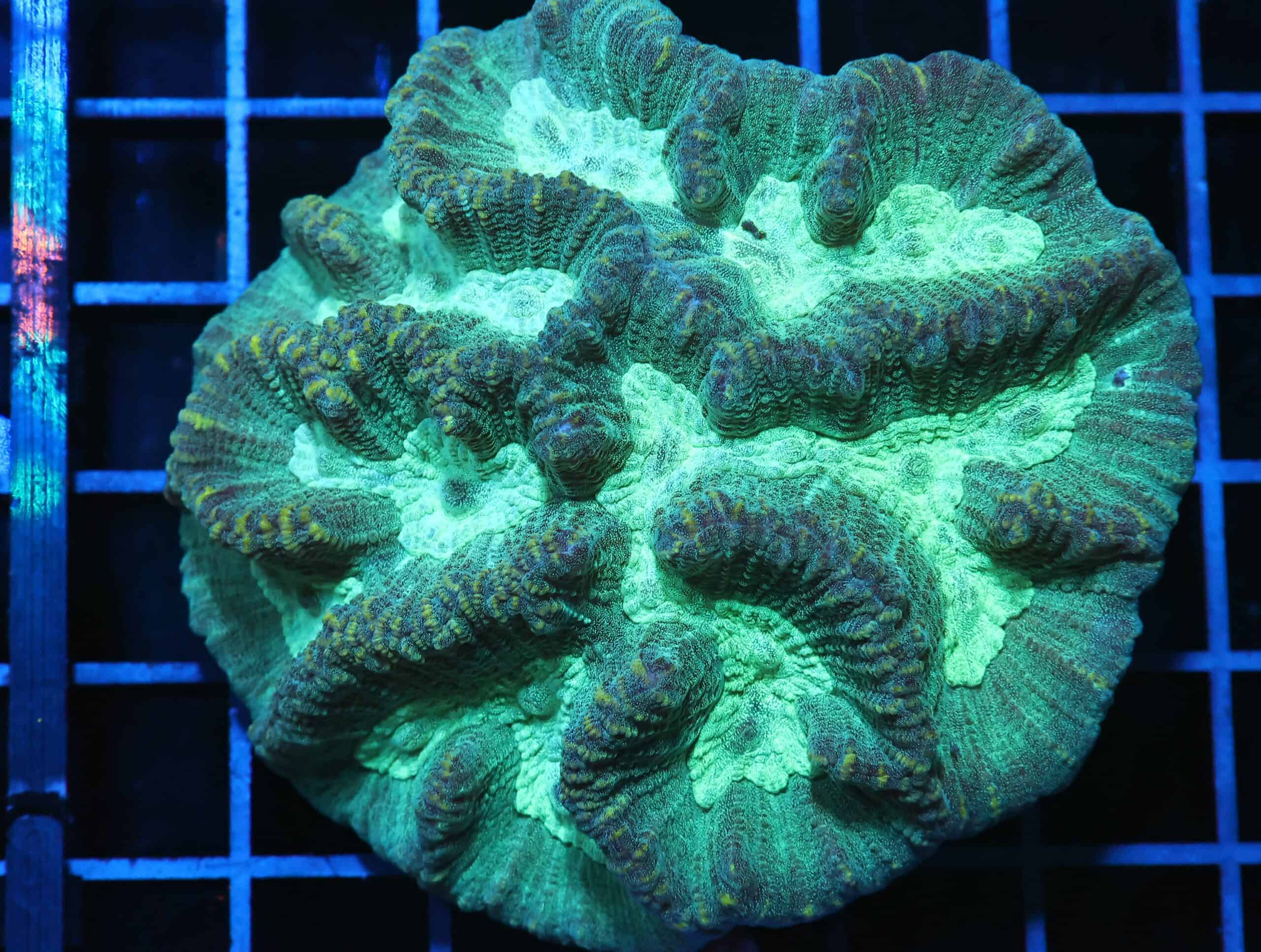 H42 - AUSSIE METALLIC OULOPHYLLIA