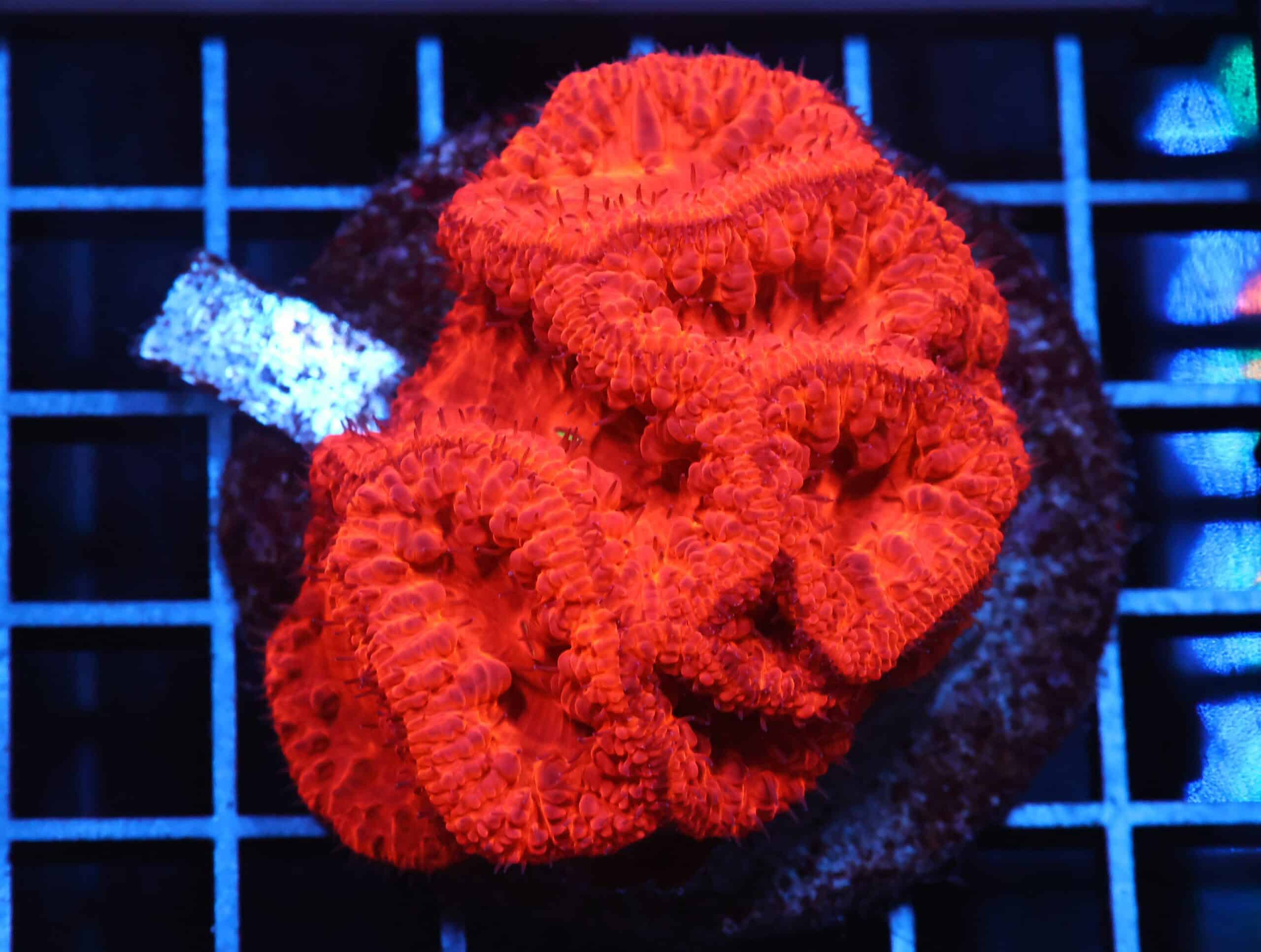 H45 - INDO RUBY RED BLASTO