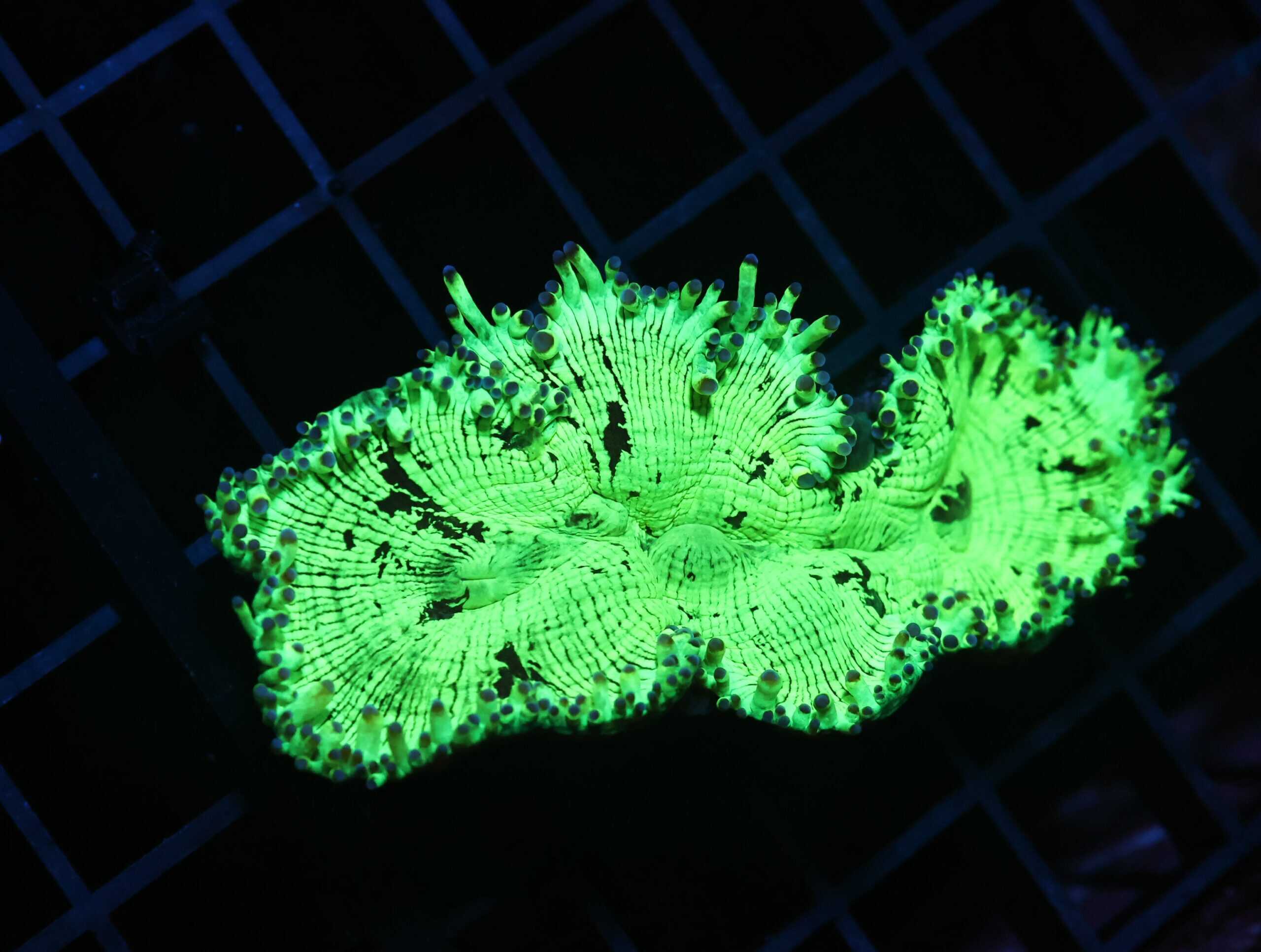 H46 - INDO PURPLE TIP ELEGANCE