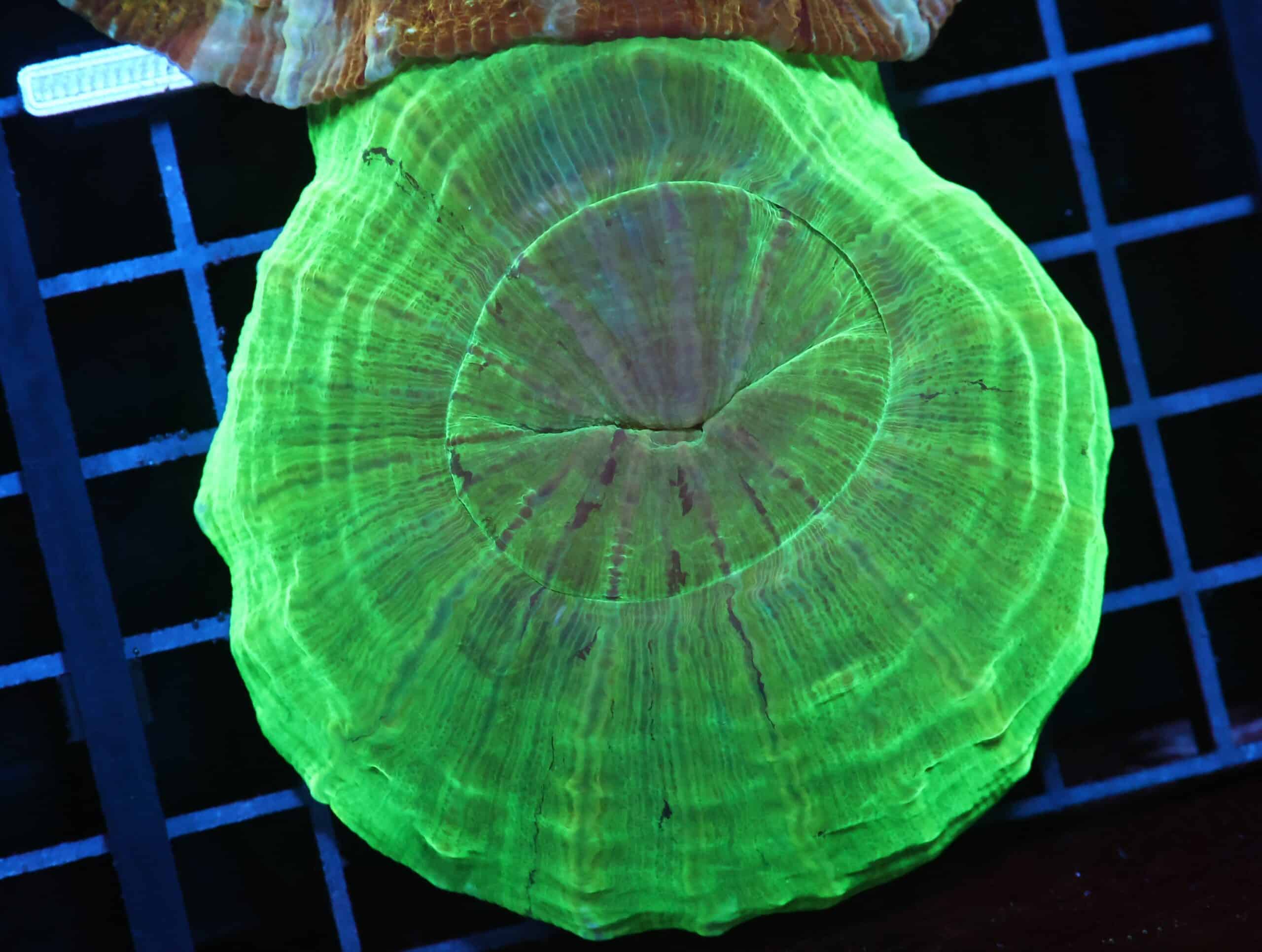 H48 - AUSSIE URANIUM ACANTHOPHYLLIA