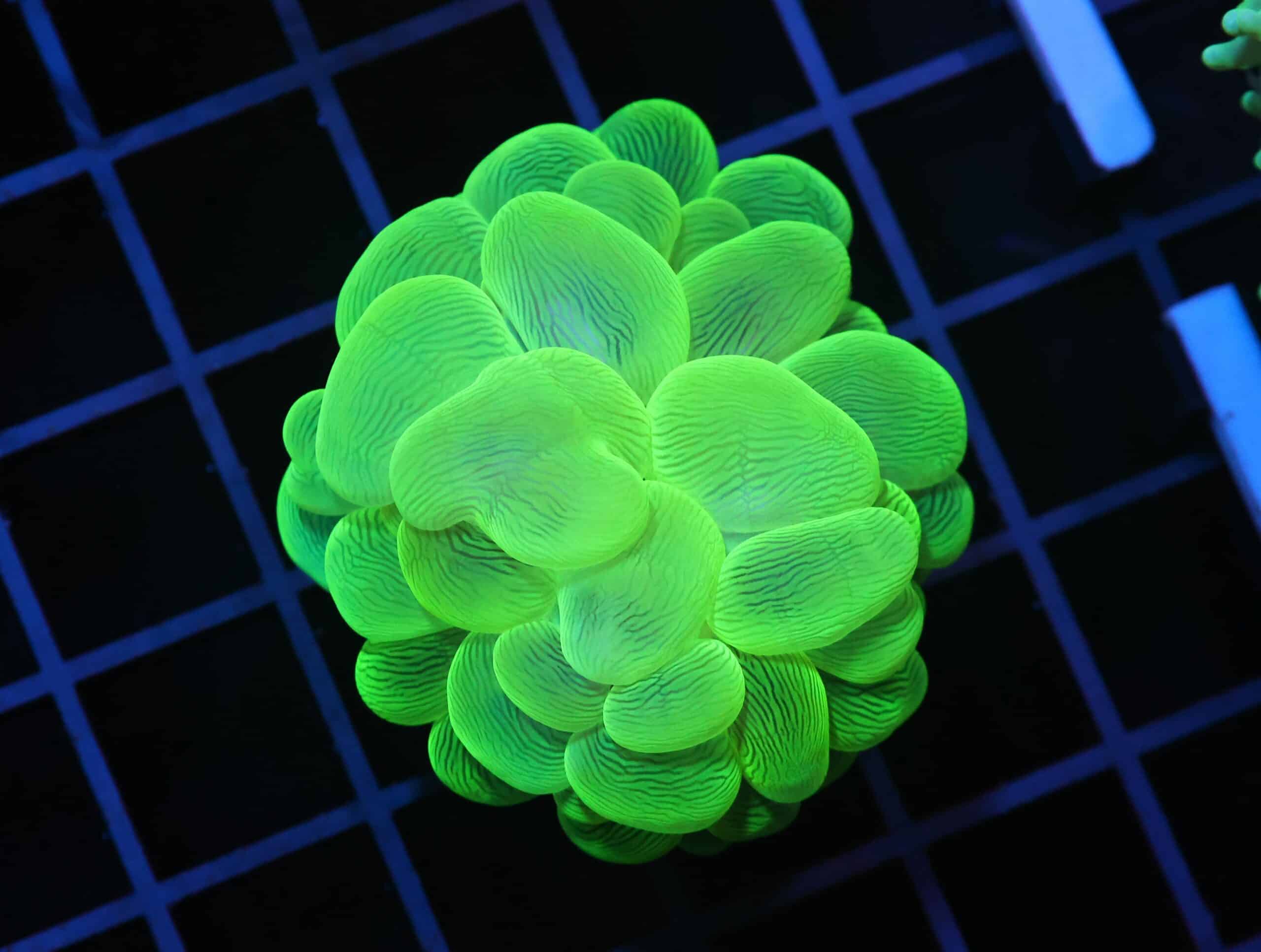 H54 - INDO RADIOACTIVE BUBBLE CORAL