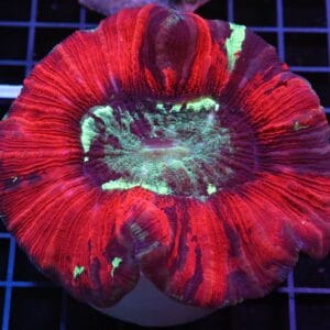 H65 - INDO SUNSET ECLIPSE TRACHY