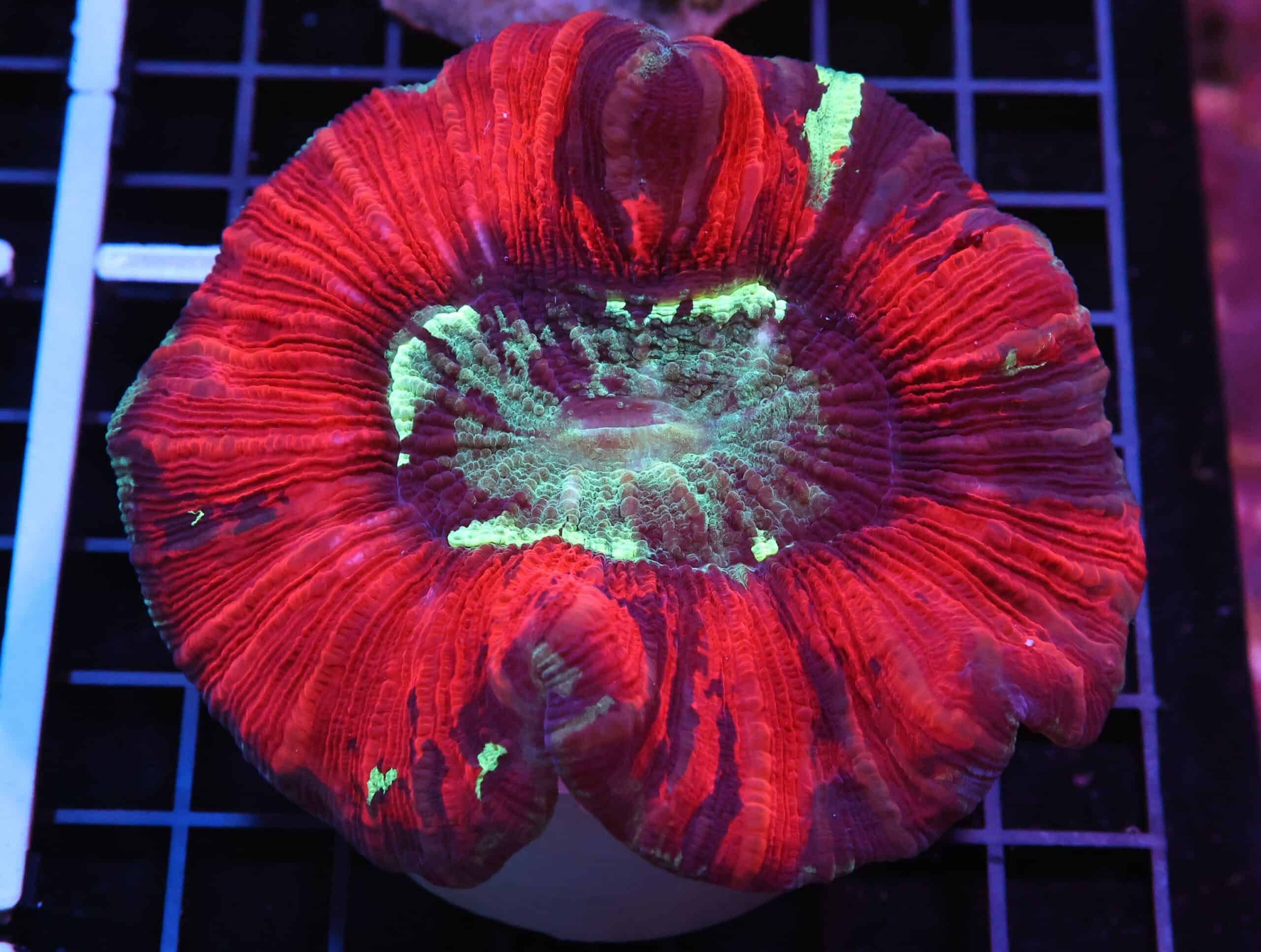 H65 - INDO SUNSET ECLIPSE TRACHY