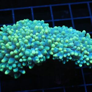 H71 - INDO METALLIC PEARL CORAL