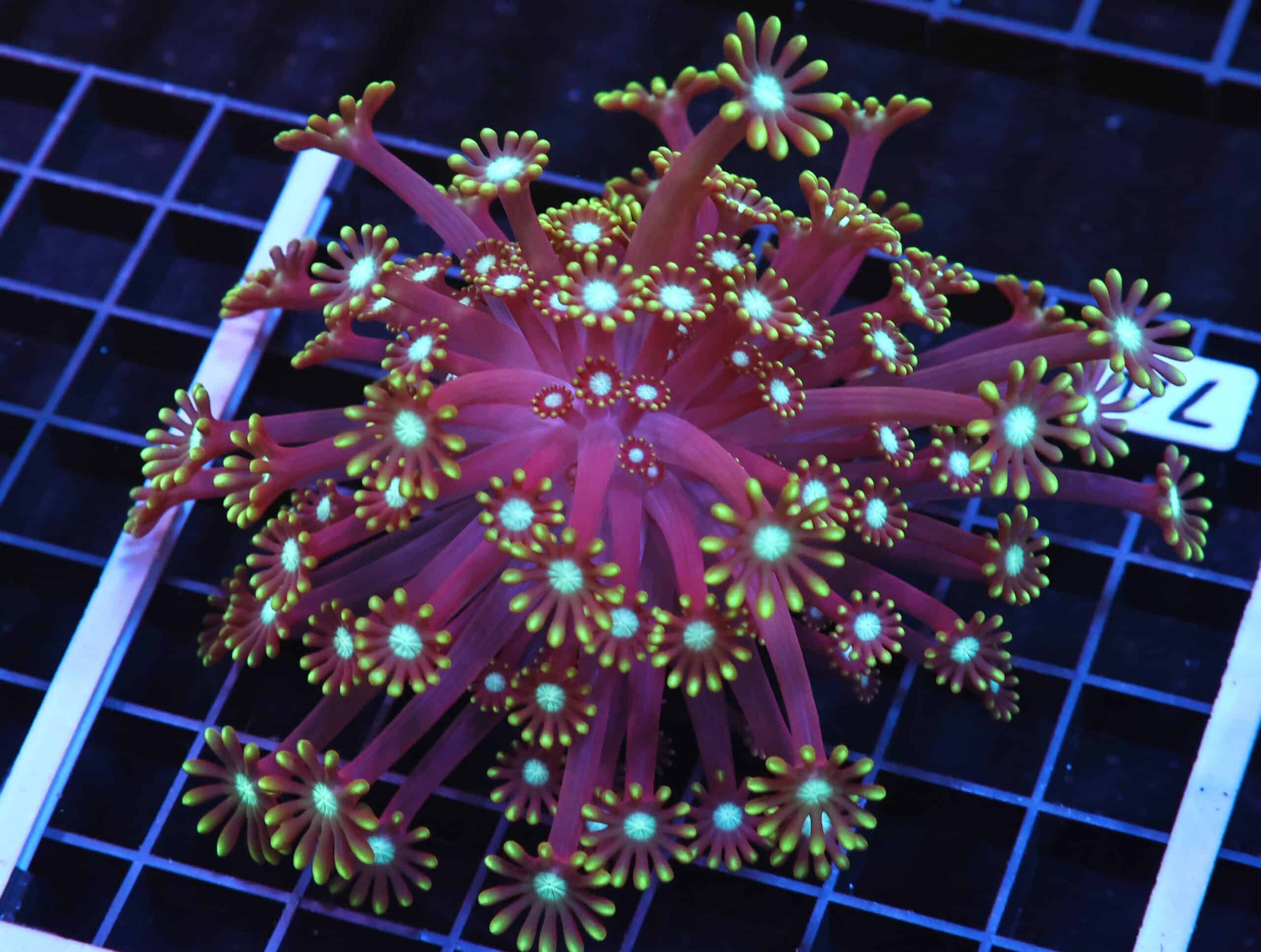 H74 - INDO METALLIC TIP ALVEOPORA