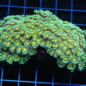 H77 - INDO YELLOW SNOWCONE GONIOPORA